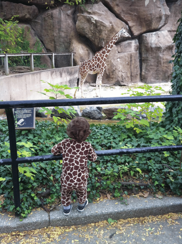 A giraffe near a metal fence with a person in giraffe-patterned clothing below it.