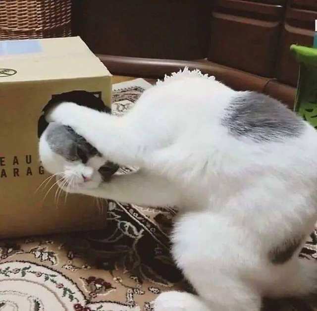 A white and gray cat covering its face with one paw.