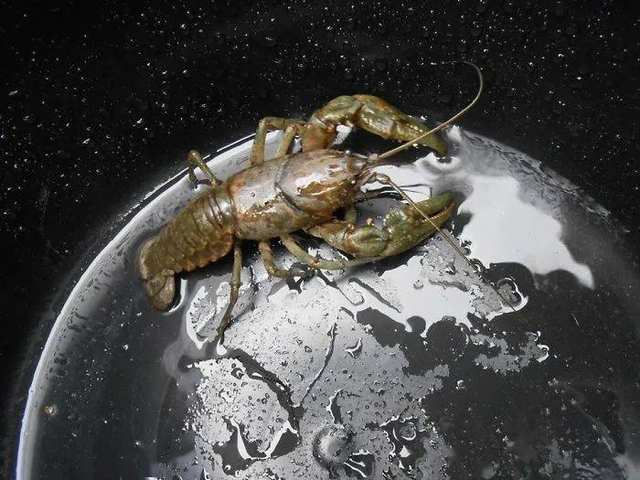 A crayfish in a wet metal cooking pot.