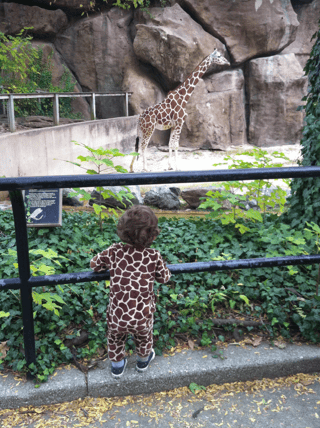 A giraffe near a metal fence with a person in giraffe-patterned clothing below it.