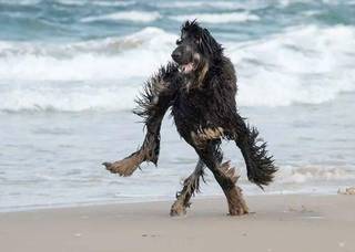 A person covered in dark shaggy seaweed-like material standing on a beach.
