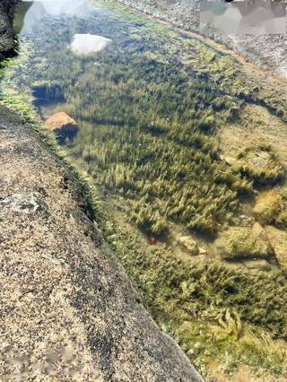 A shallow pool beside rocks with dense plants visible beneath the water.