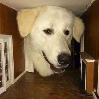 A white dog's head behind a dollhouse opening, surrounded by miniature doors and furniture.