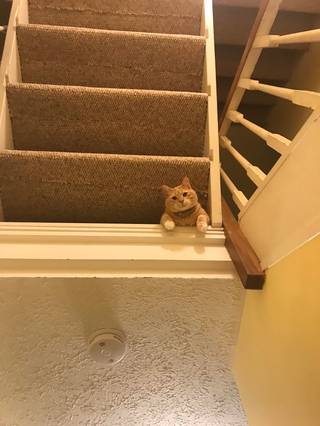 An orange cat at the top edge of a stair opening, viewed from below with stairs above.