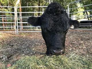 A black cow facing the camera with its head lowered over hay and its body hidden behind it.