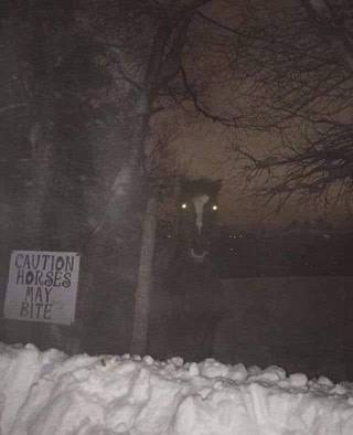 A fence sign warns that horses may bite, with a horse head visible behind the fence in a snowy night scene.