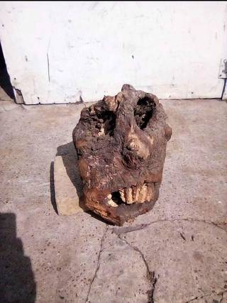 A charred hollow log with two dark cavities and a split resembling an open-mouthed face.