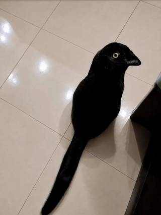 A black cat sitting on pale tiles, with its profile and long tail forming a bird-like silhouette.