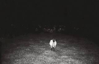 White birds standing in a nearly black field.