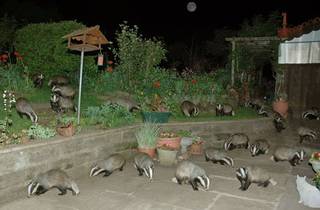 Night yard crowded with bright-eyed visitors.