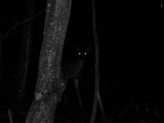 Dark forest frame with two bright points.