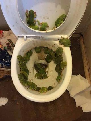 Toilet bowl filled with green leafy debris.