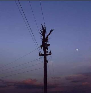 Silhouette visitor on a pole at dusk.
