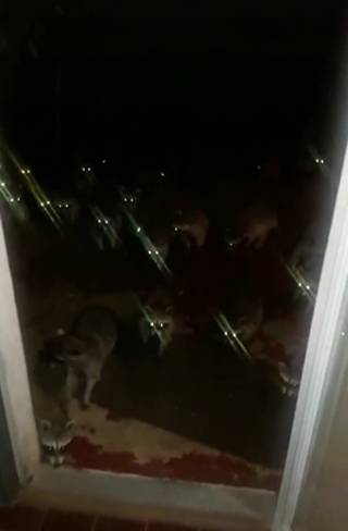 Reflective-eyed animals in darkness.