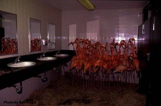 Cursed Restroom from Reddit r/cursedimages.