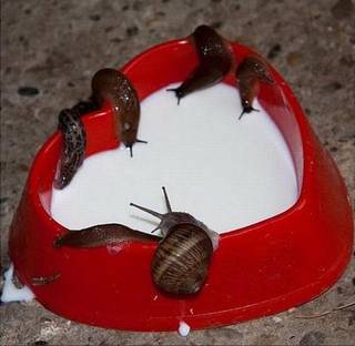 Cursed Cats from Reddit r/cursedimages.