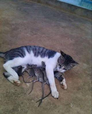 Cursed cat from Reddit r/cursedimages.