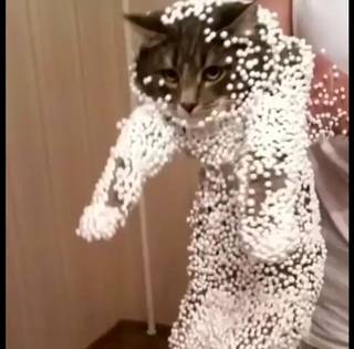 Cursed cat from Reddit r/cursedimages.
