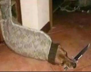 Cursed dog from Reddit r/cursedimages.
