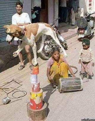 Cursed dog from Reddit r/cursedimages.