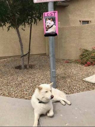 Blursed Wanted Poster OP is U/EagleSongs on R/funny I Thought it Belonged Here from Reddit r/blursedimages.