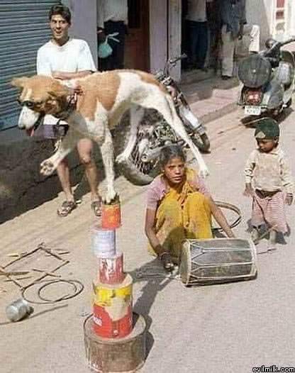Cursed dog from Reddit r/cursedimages.