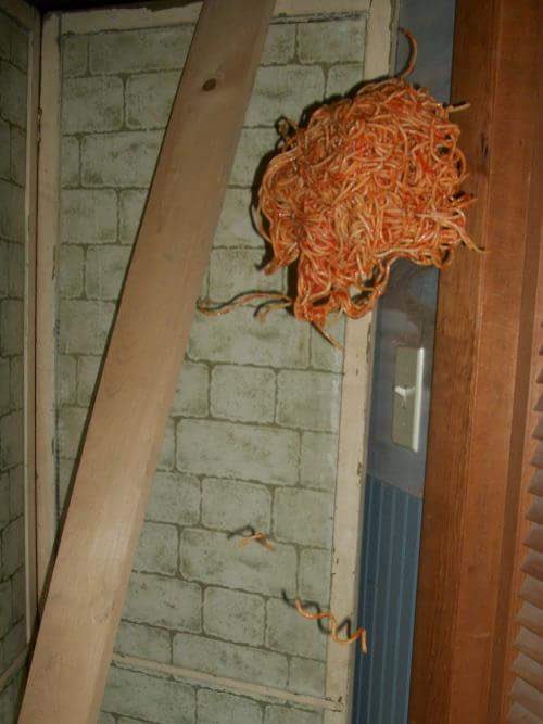 Orange nest-like mass stuck beside a door.