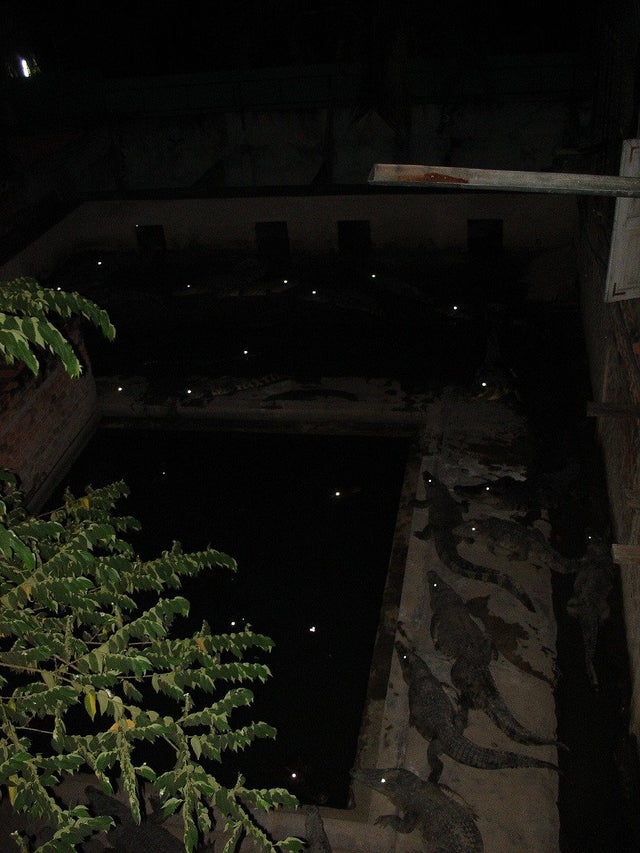 Backyard darkness with a hidden figure.