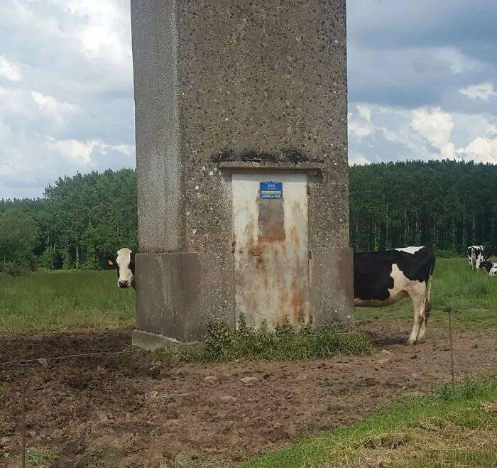 A rusted door in a concrete pillar with cows standing on either side.