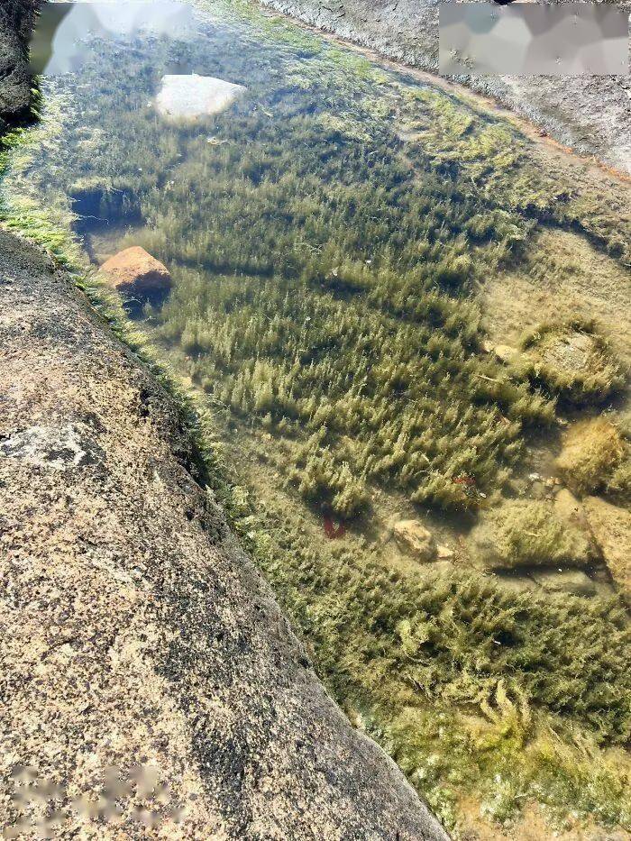 A shallow pool beside rocks with dense plants visible beneath the water.