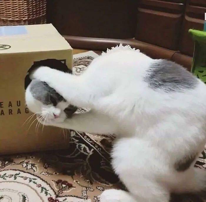 A white and gray cat covering its face with one paw.