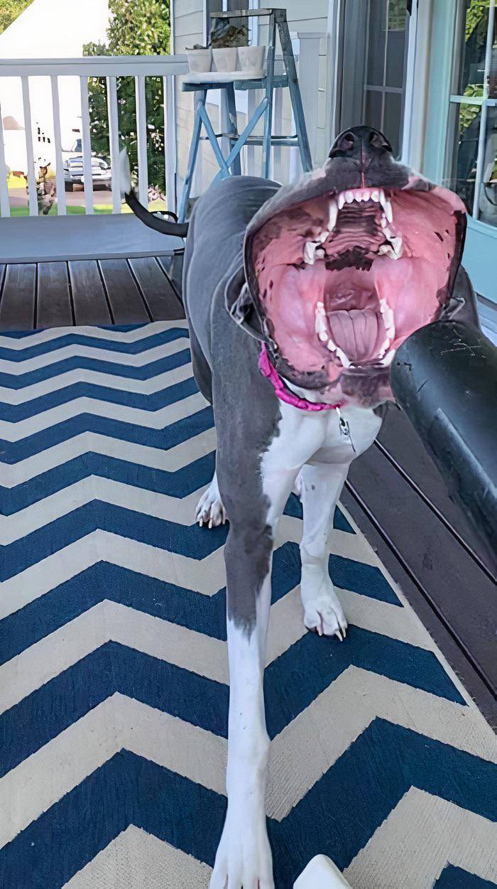 Cursed dog from Reddit r/cursedimages.