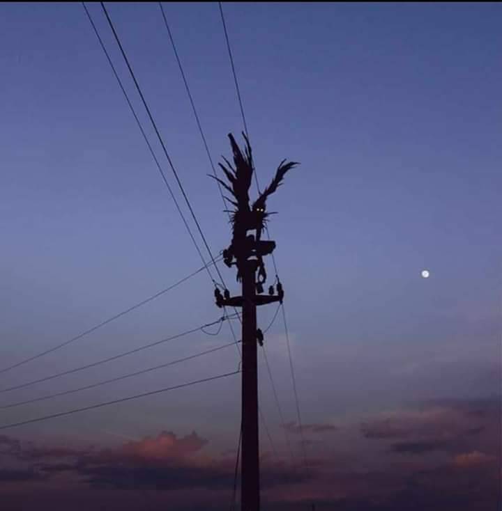 Silhouette visitor on a pole at dusk.