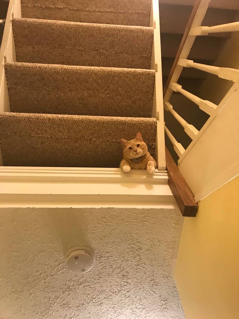 An orange cat at the top edge of a stair opening, viewed from below with stairs above.