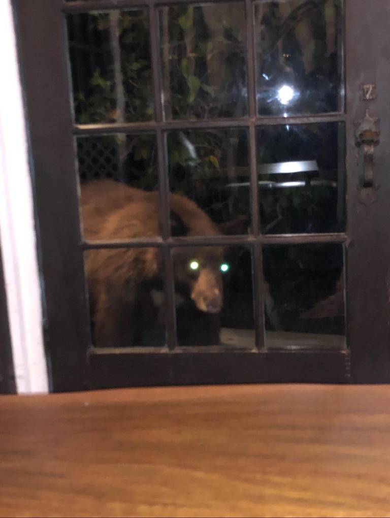 A bear outside at night looking through the lower panes of a closed glass door.