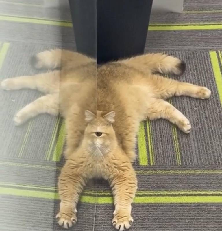 An orange cat lying beside glass, with its reflection creating one central eye and several apparent legs.