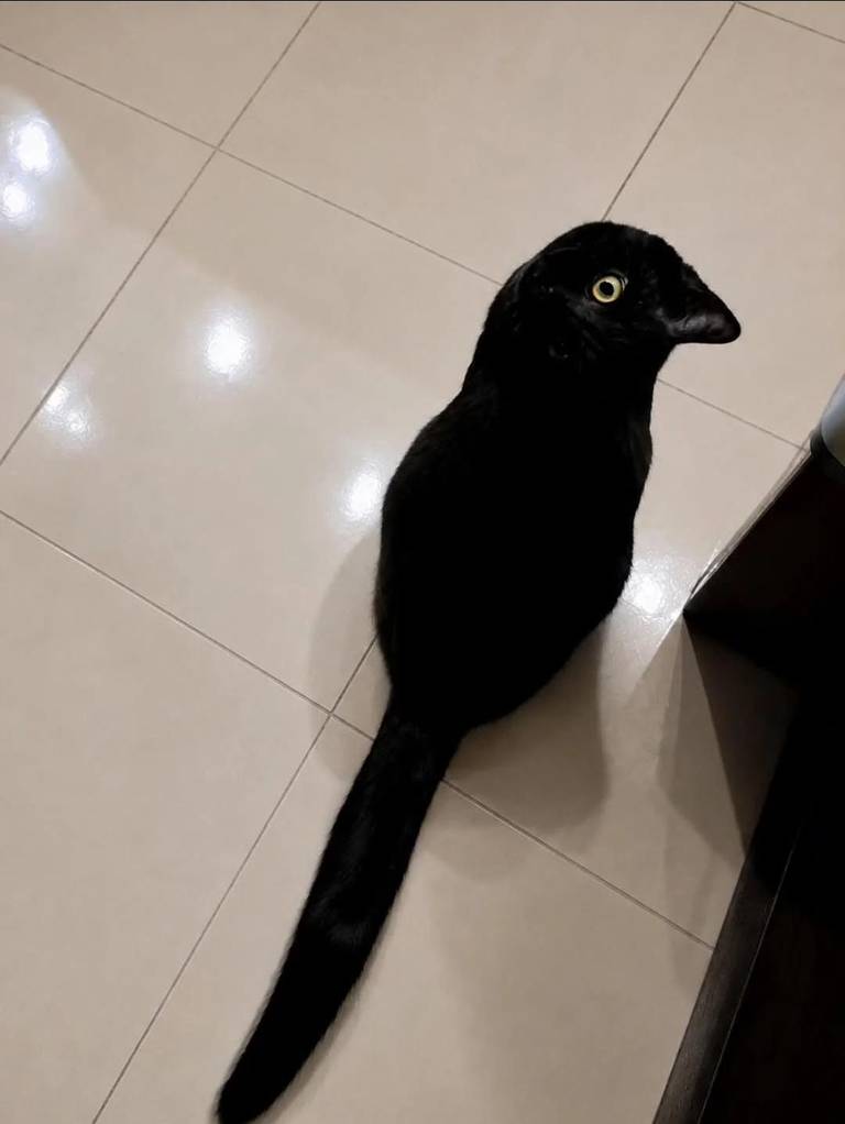 A black cat sitting on pale tiles, with its profile and long tail forming a bird-like silhouette.