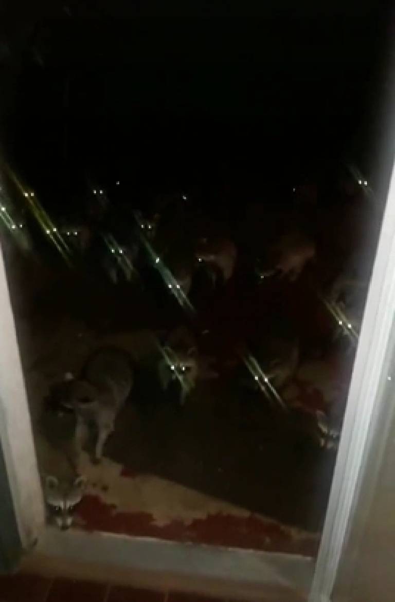 Reflective-eyed animals in darkness.
