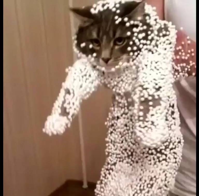 Cursed cat from Reddit r/cursedimages.
