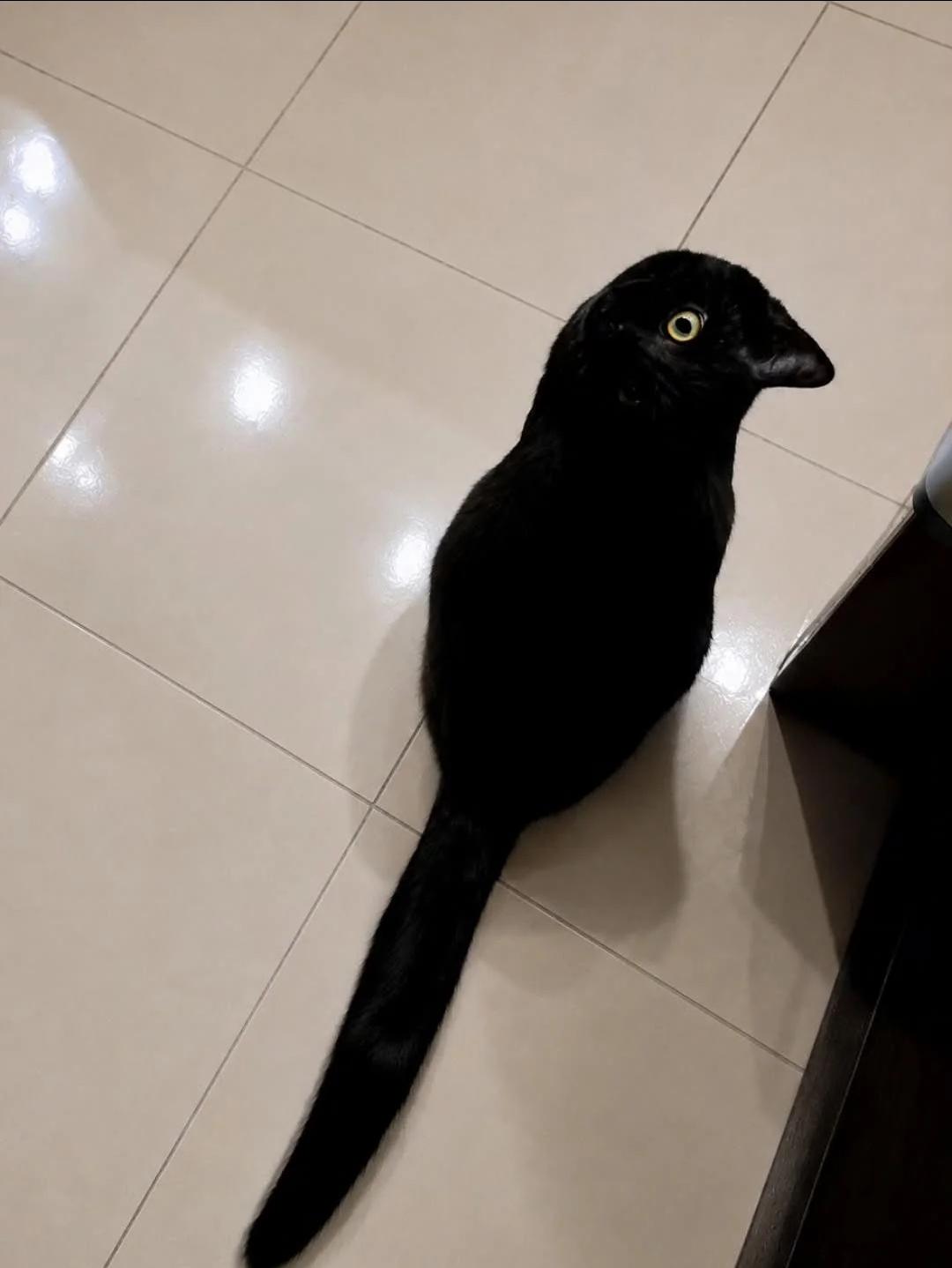 A black cat sitting on pale tiles, with its profile and long tail forming a bird-like silhouette.