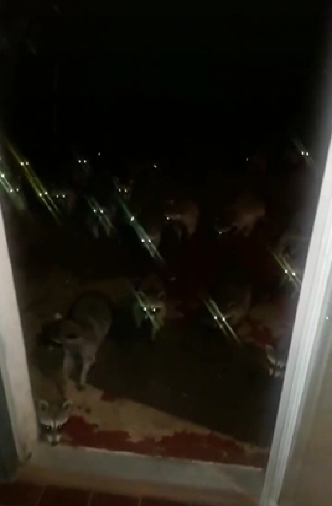 Reflective-eyed animals in darkness.