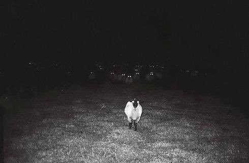 White birds standing in a nearly black field.