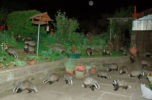Night yard crowded with bright-eyed visitors.