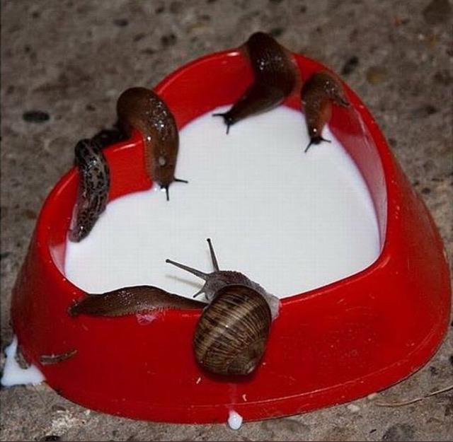 Cursed Cats from Reddit r/cursedimages.