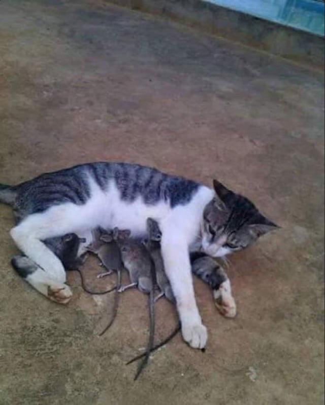 Cursed cat from Reddit r/cursedimages.