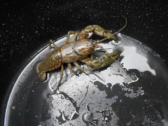 A crayfish in a wet metal cooking pot.