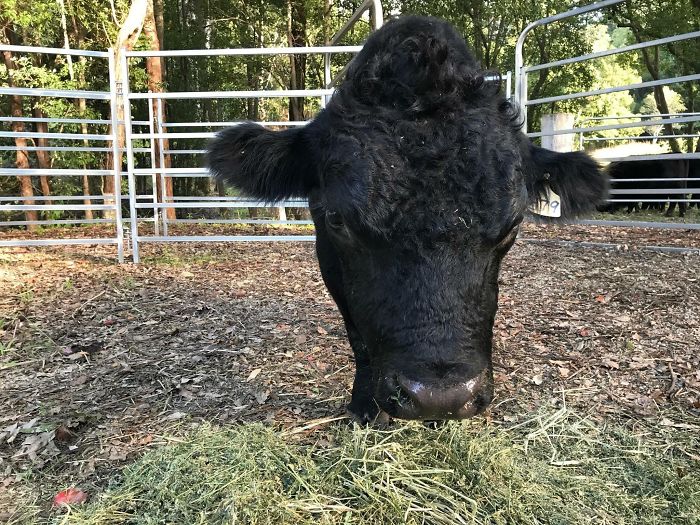 A black cow facing the camera with its head lowered over hay and its body hidden behind it.