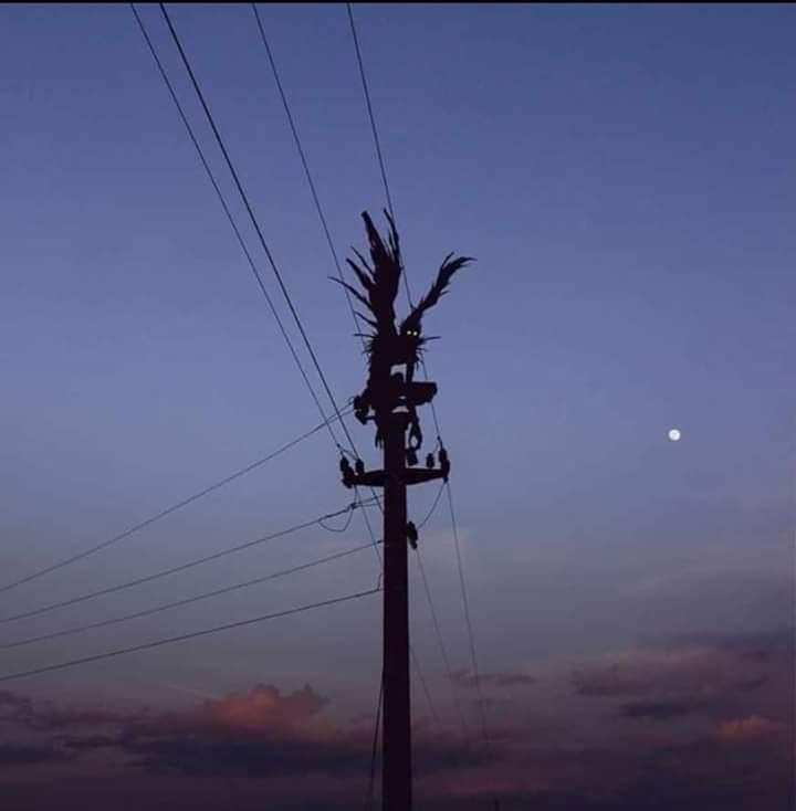 Silhouette visitor on a pole at dusk.