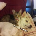 Cursed image of a cat appearing to threaten a dog with a knife.