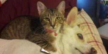 Cursed image of a cat appearing to threaten a dog with a knife.